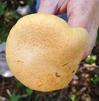 Gymnopilus spectabilis .